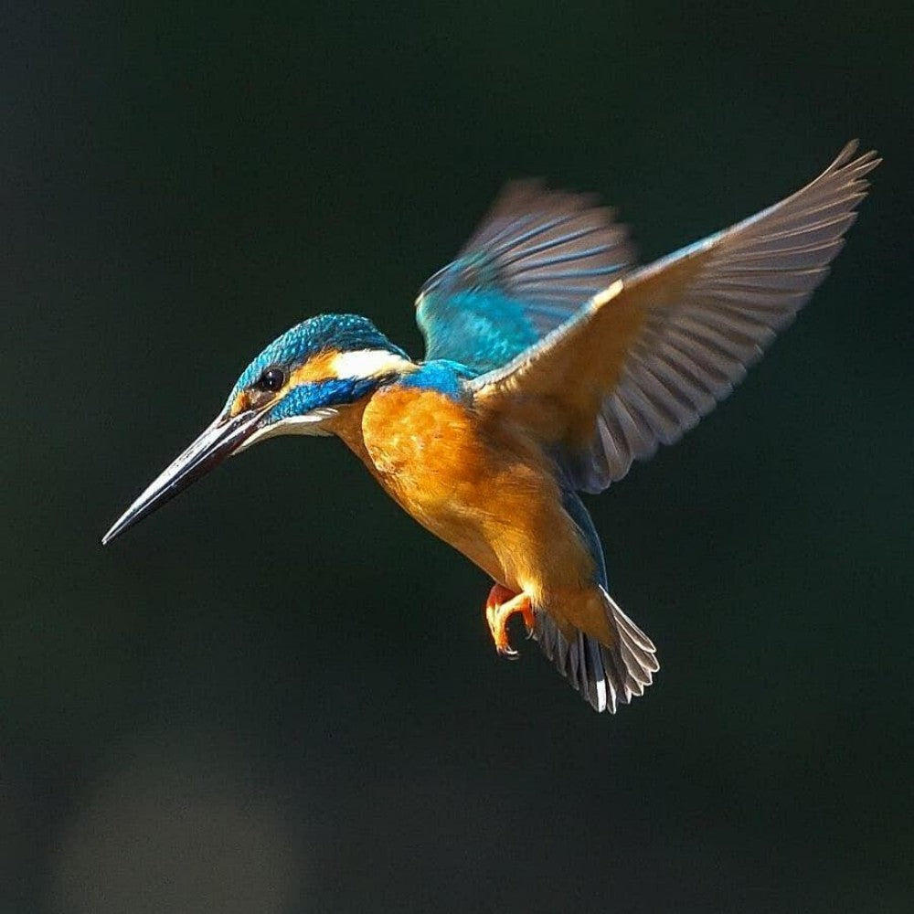 Kingfisher | Diamond Painting