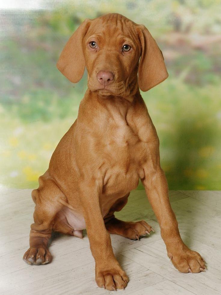 Vizsla Dog | Diamond Painting