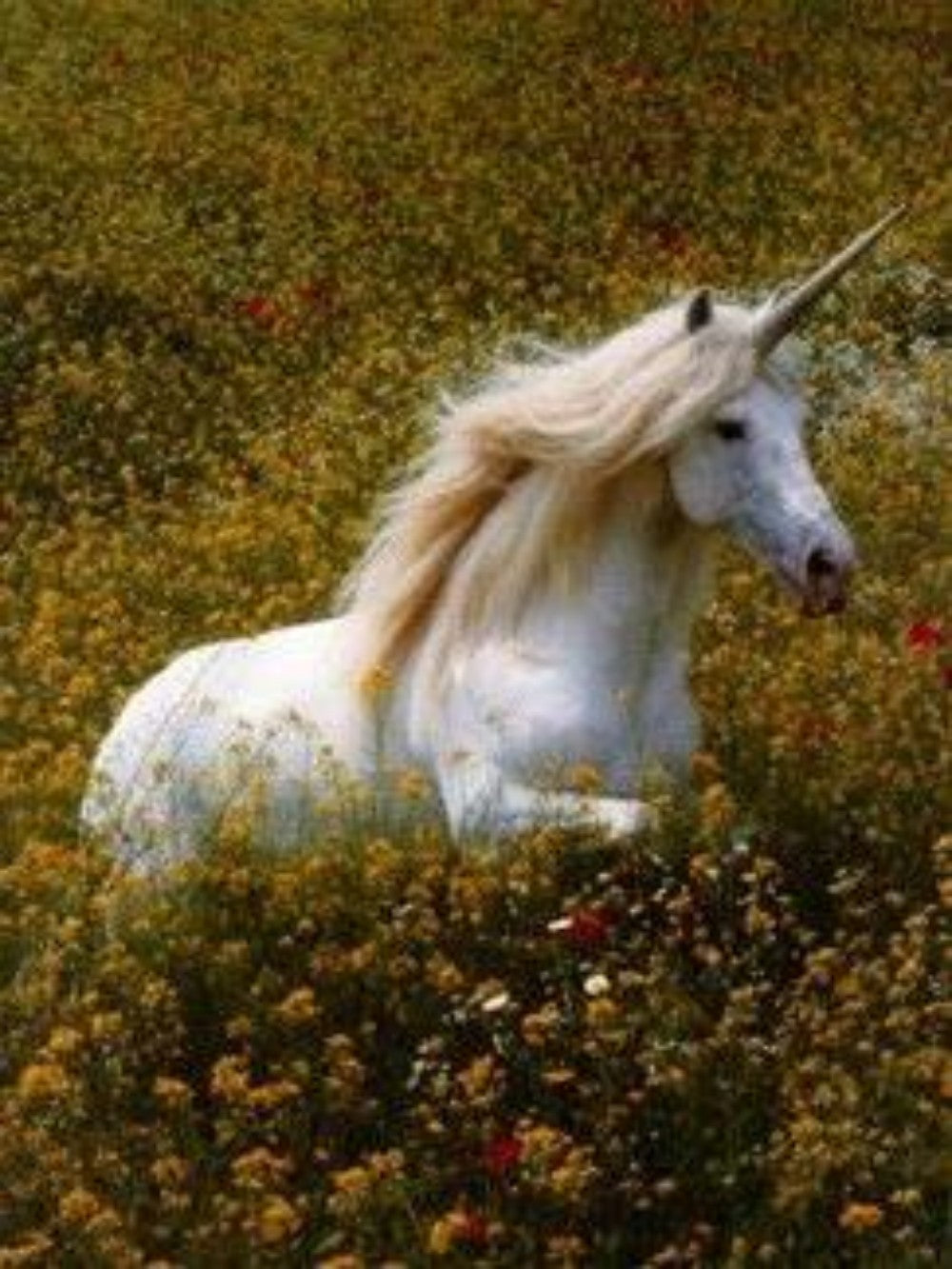 Unicorn | Diamond Painting