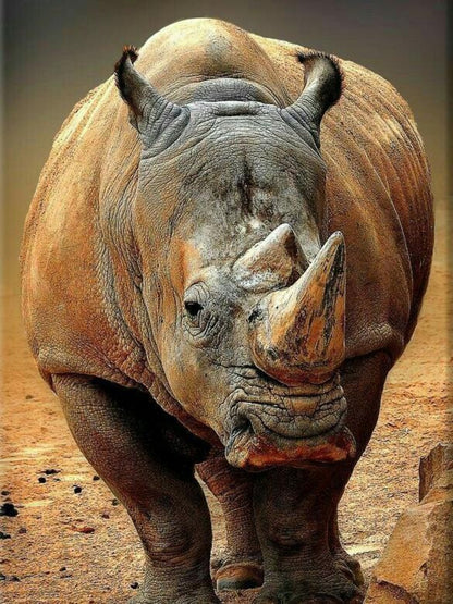 Rhino | Diamond Painting