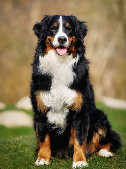 Bernese Mountain Dog | Diamond Painting