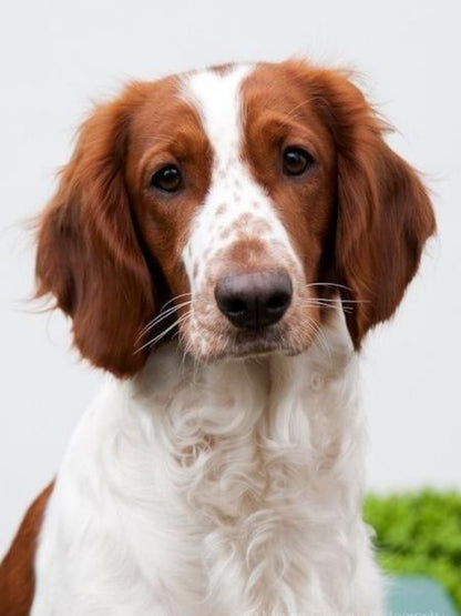 Brittany Spaniel Dog | Diamond Painting