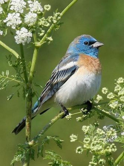 Blue Bird | Diamond Painting