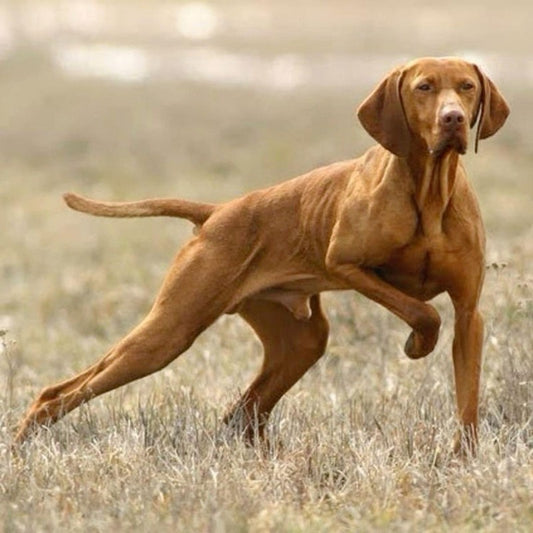 Vizsla Dog | Diamond Painting