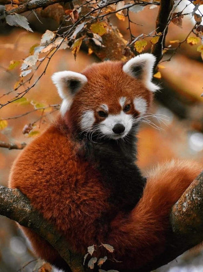 Red Panda | Diamond Painting