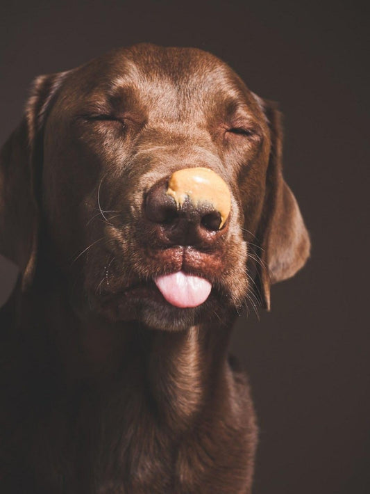 Chocolate Labrador Dog | Diamond Painting