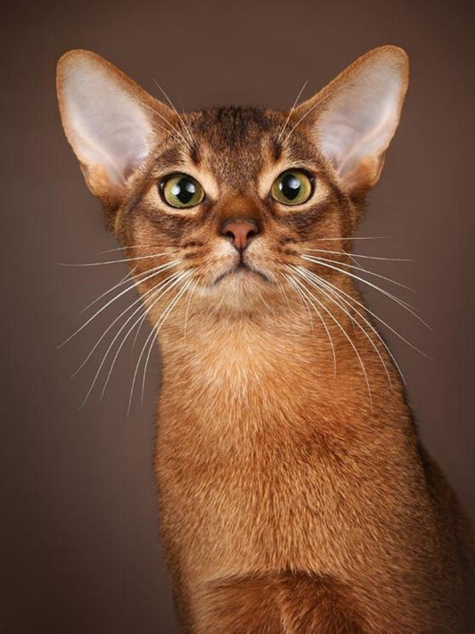 Abyssinian Cat | Diamond Painting