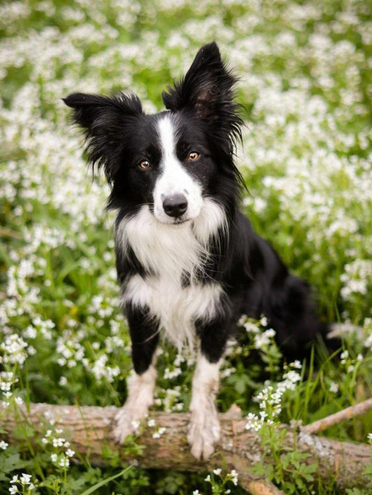 Dog Border Collie | Diamond Painting