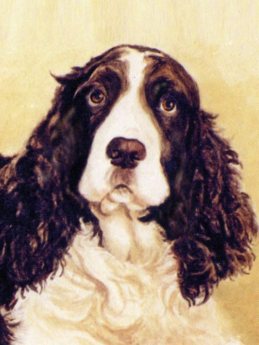 English Springer Spaniel Dog | Diamond Painting