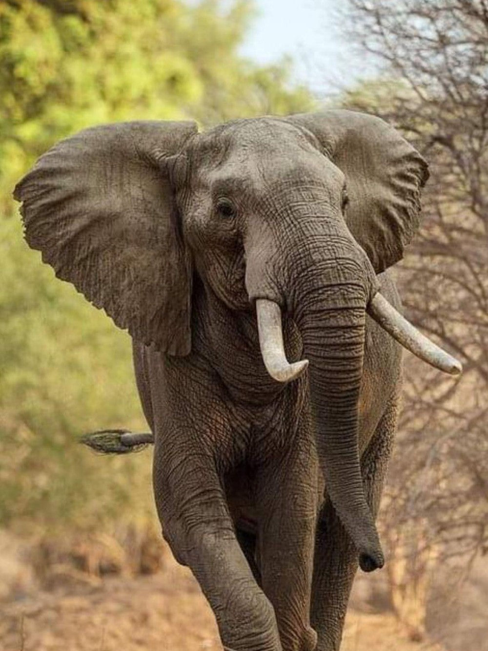 Elephant | Diamond Painting