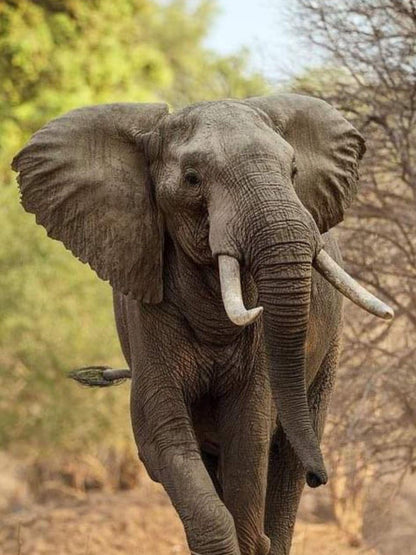 Elephant | Diamond Painting