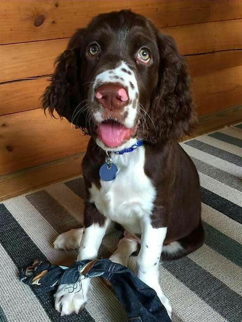 English Springer Spaniel Dog | Diamond Painting