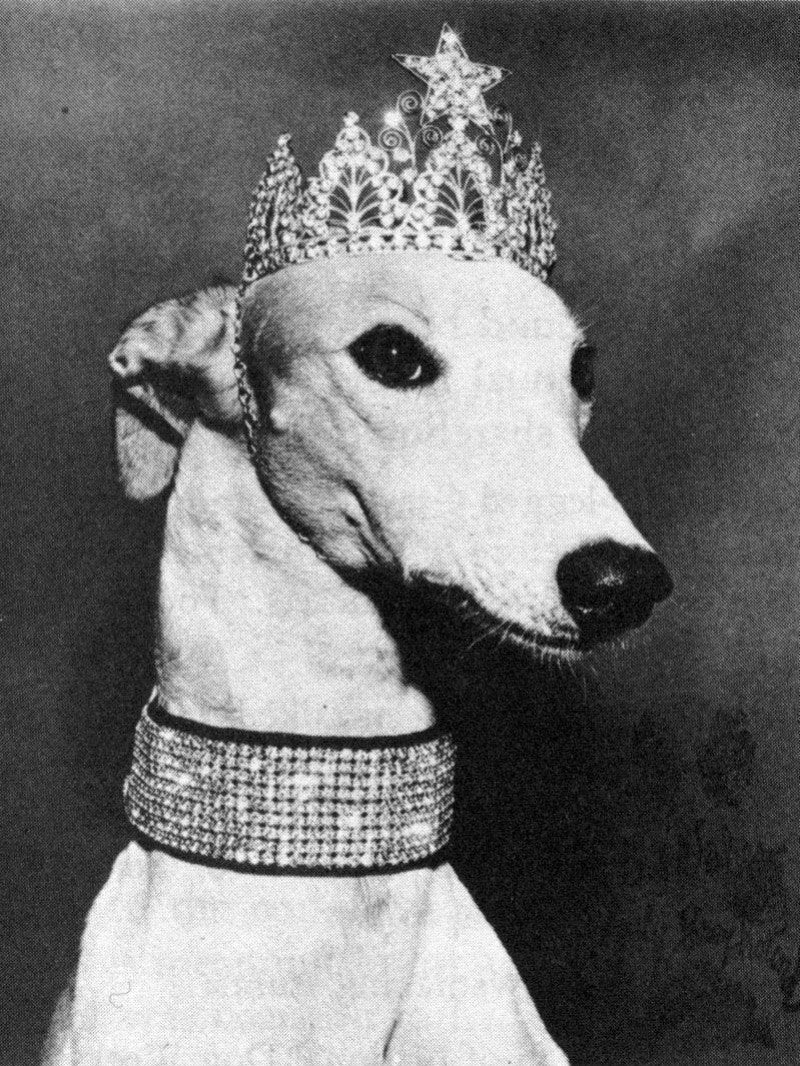 Greyhound Dog | Diamond Painting