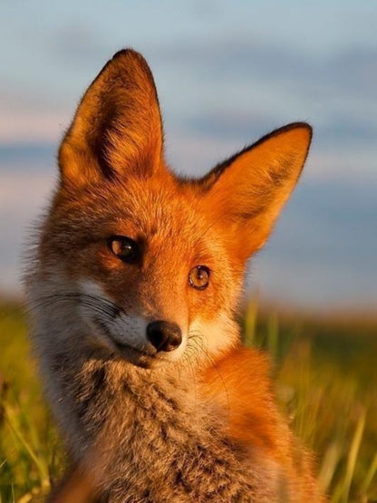 Fox | Diamond Painting