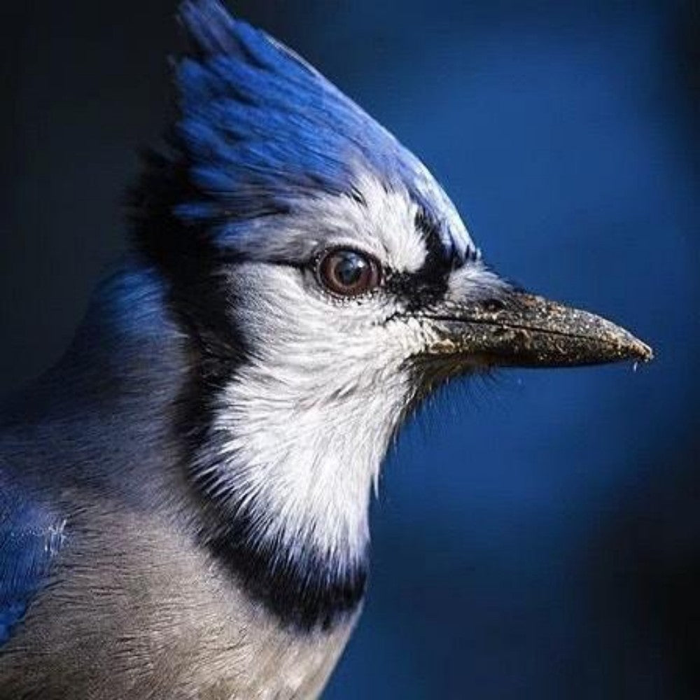 Blue Jay | Diamond Painting