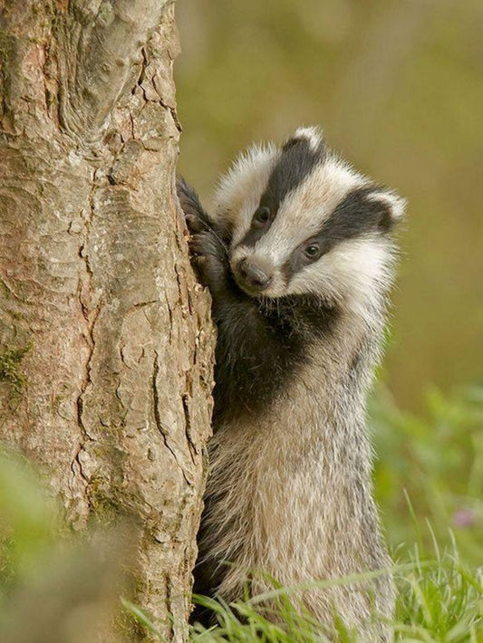 Badger | Diamond Painting