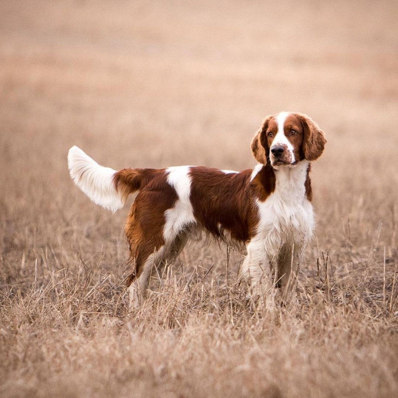 Brittany Spaniel Dog | Diamond Painting