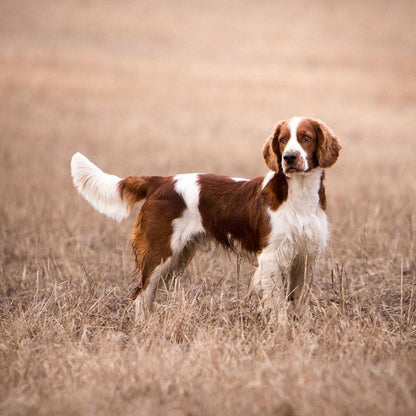 Brittany Spaniel Dog | Diamond Painting