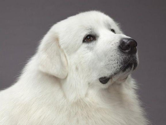 Great Pyrenees Dog | Diamond Painting