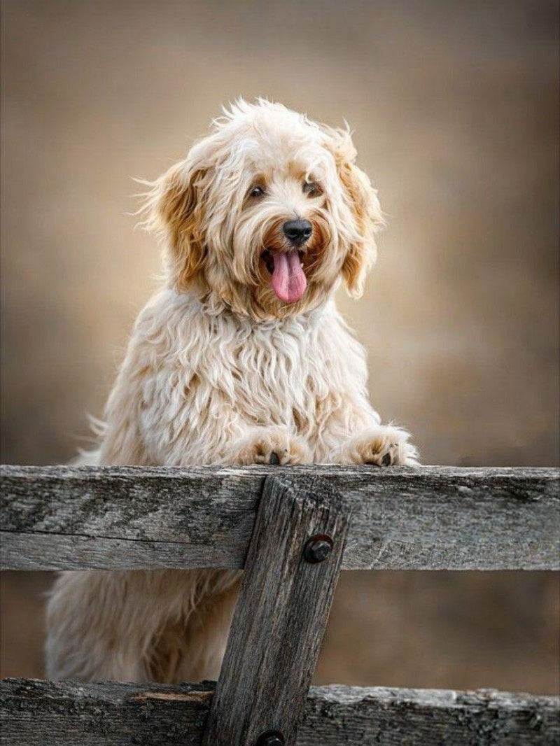 Havanese Dog | Diamond Painting