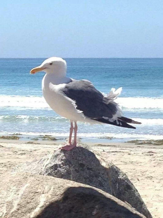 Gull | Diamond Painting