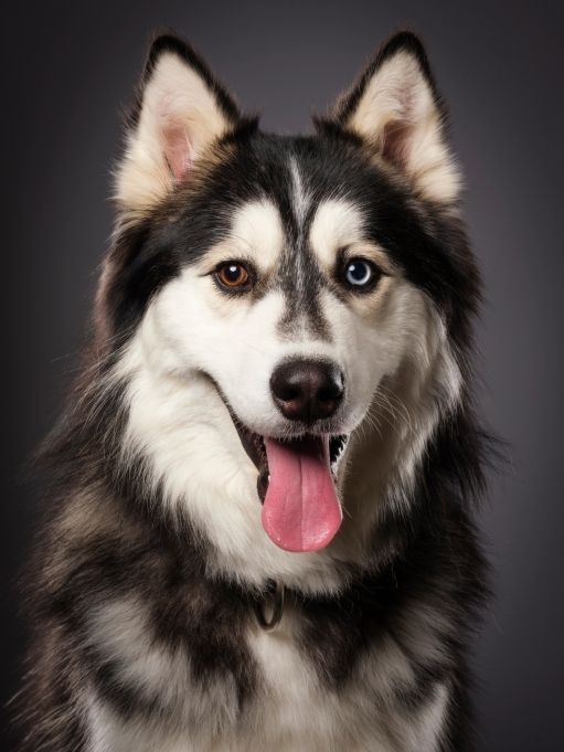 Husky Dog | Diamond Painting