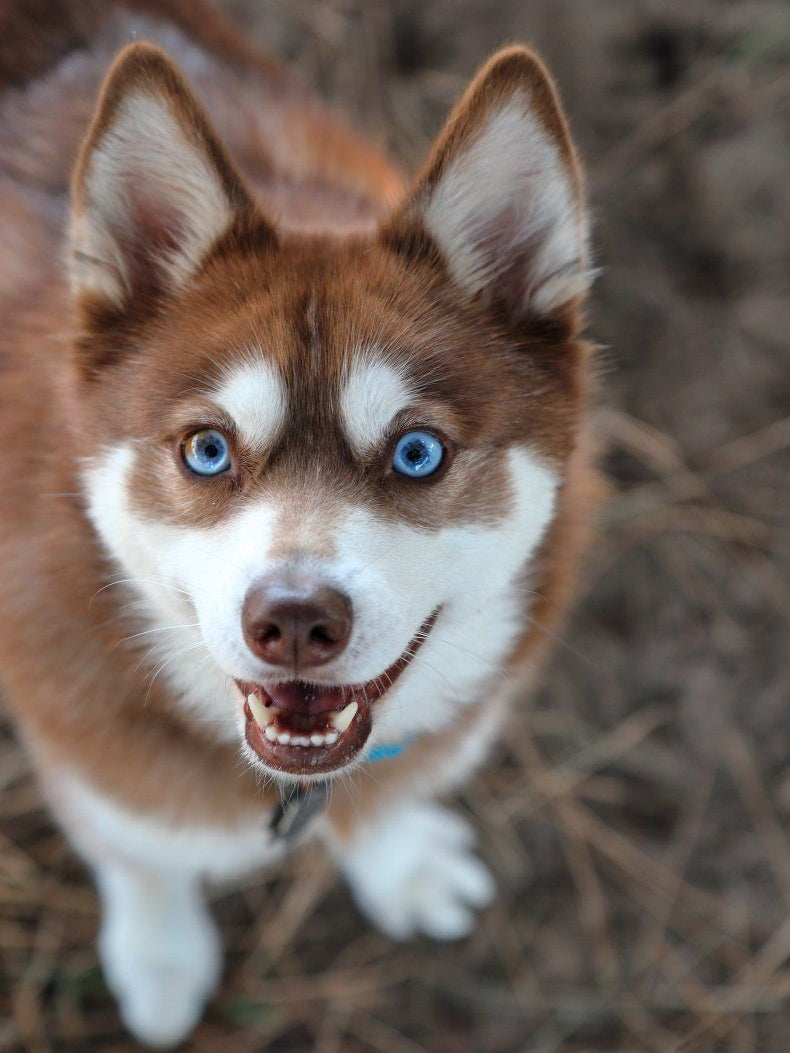 Husky Dog | Diamond Painting