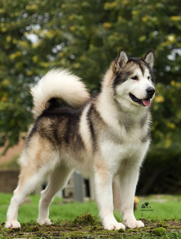 Husky Dog | Diamond Painting