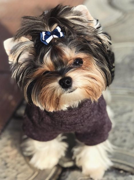 Dog Yorkie | Diamond Painting