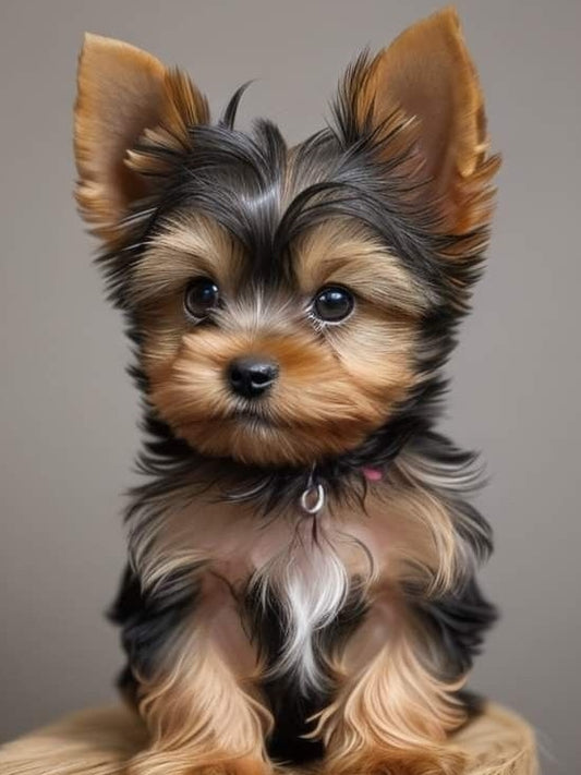 Dog Yorkie | Diamond Painting