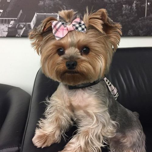 Dog Yorkie | Diamond Painting