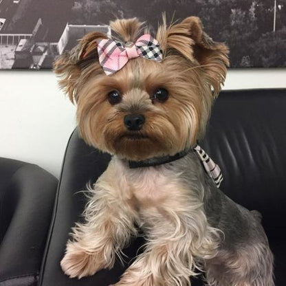 Dog Yorkie | Diamond Painting