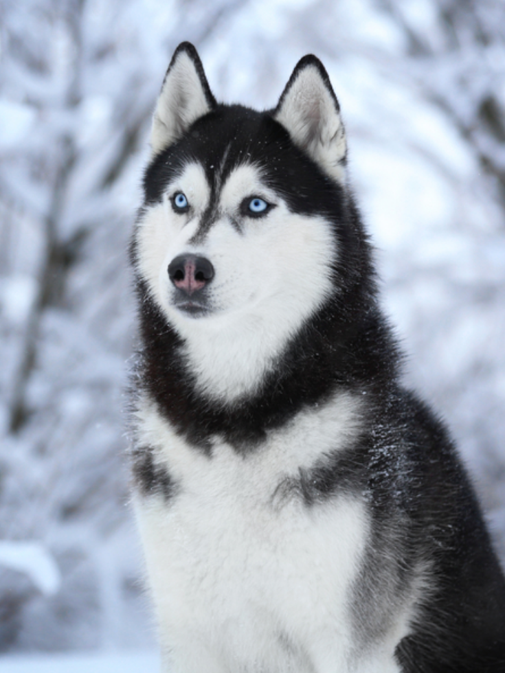 Husky Dog | Diamond Painting