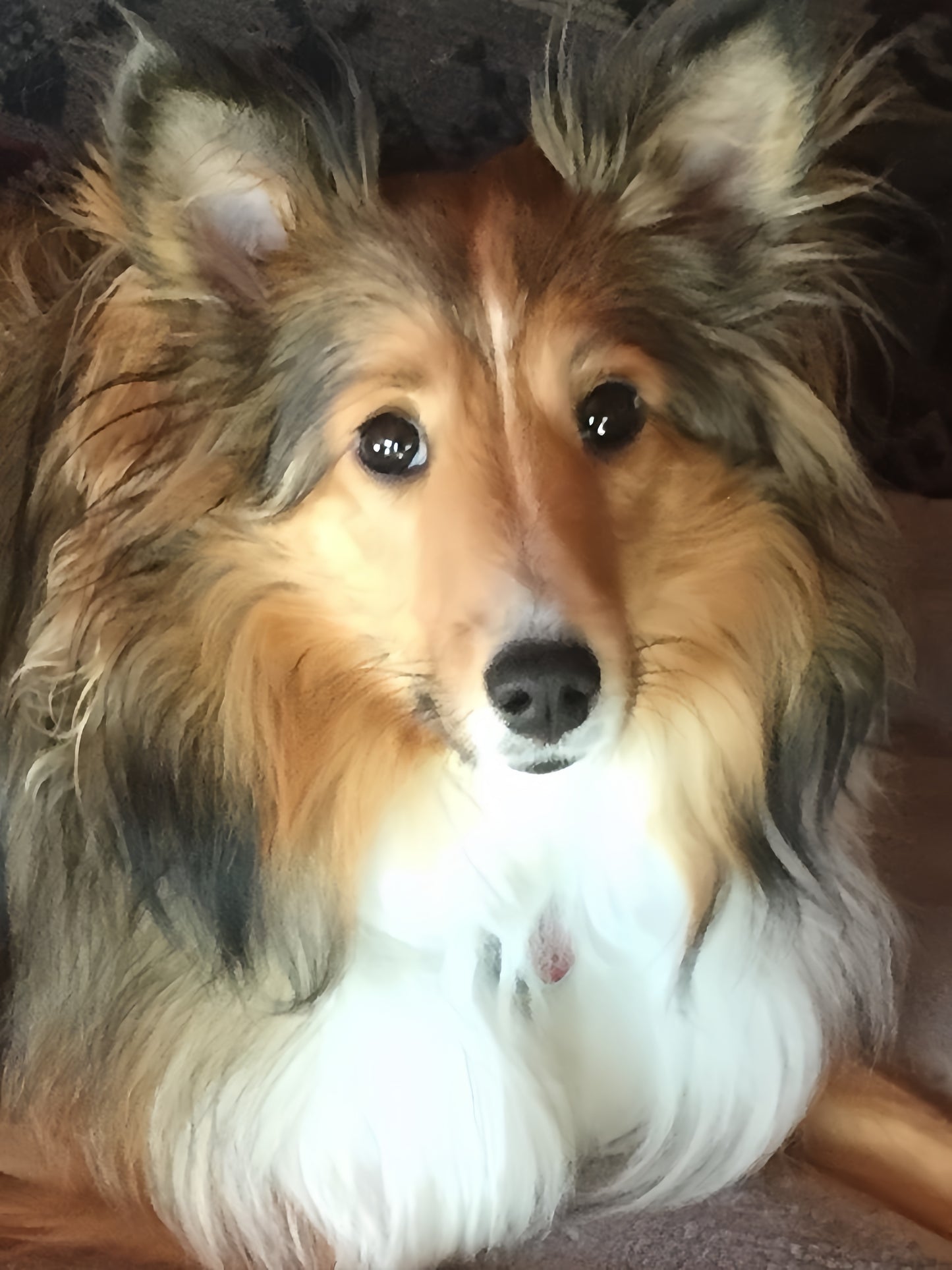 Sheltie Dog | Diamond Painting