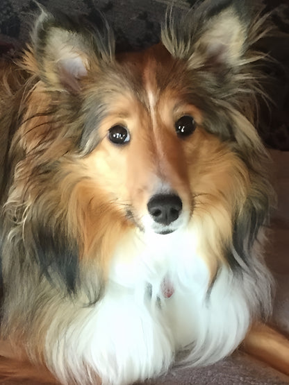 Sheltie Dog | Diamond Painting