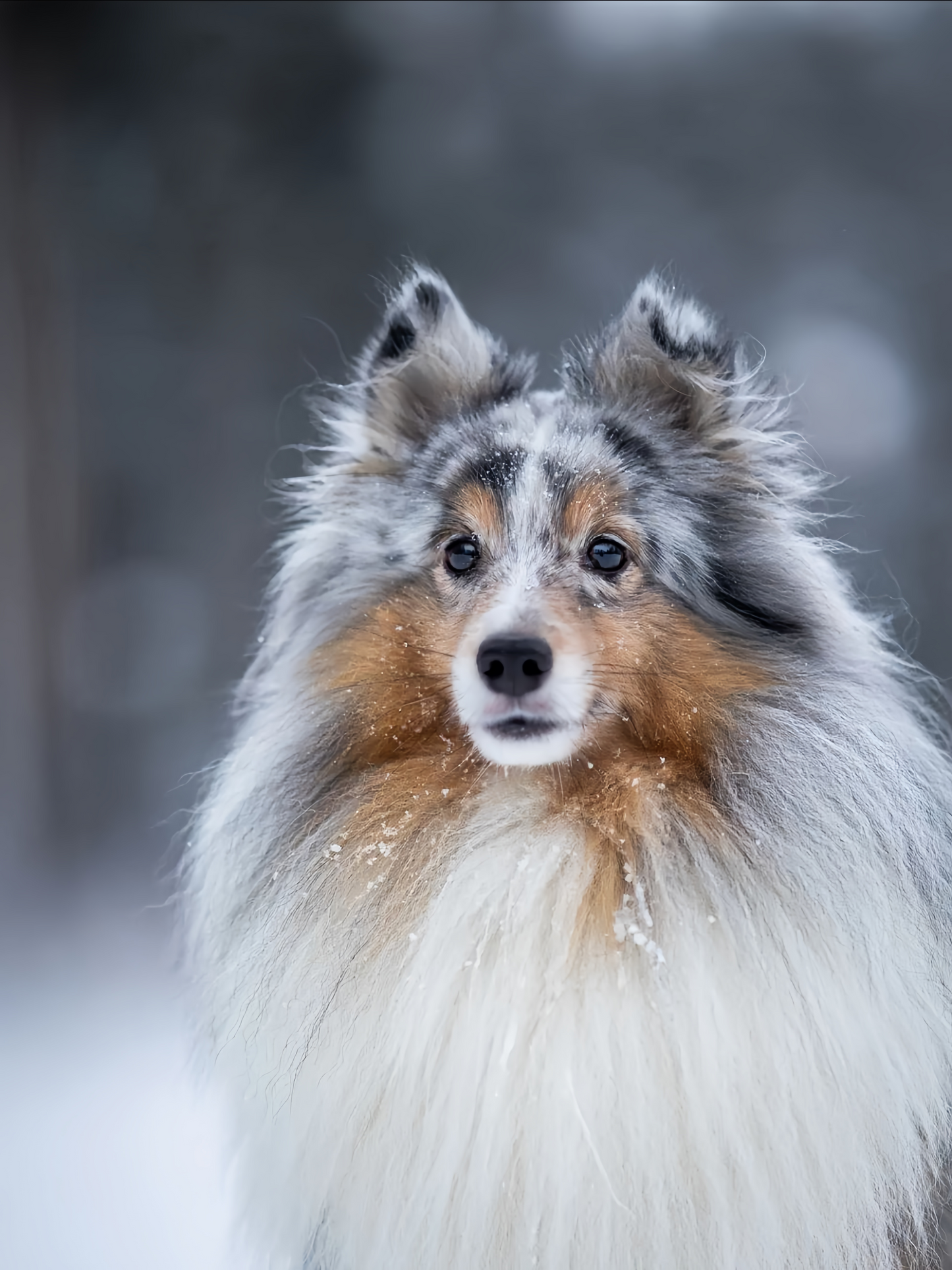 Sheltie Dog | Diamond Painting