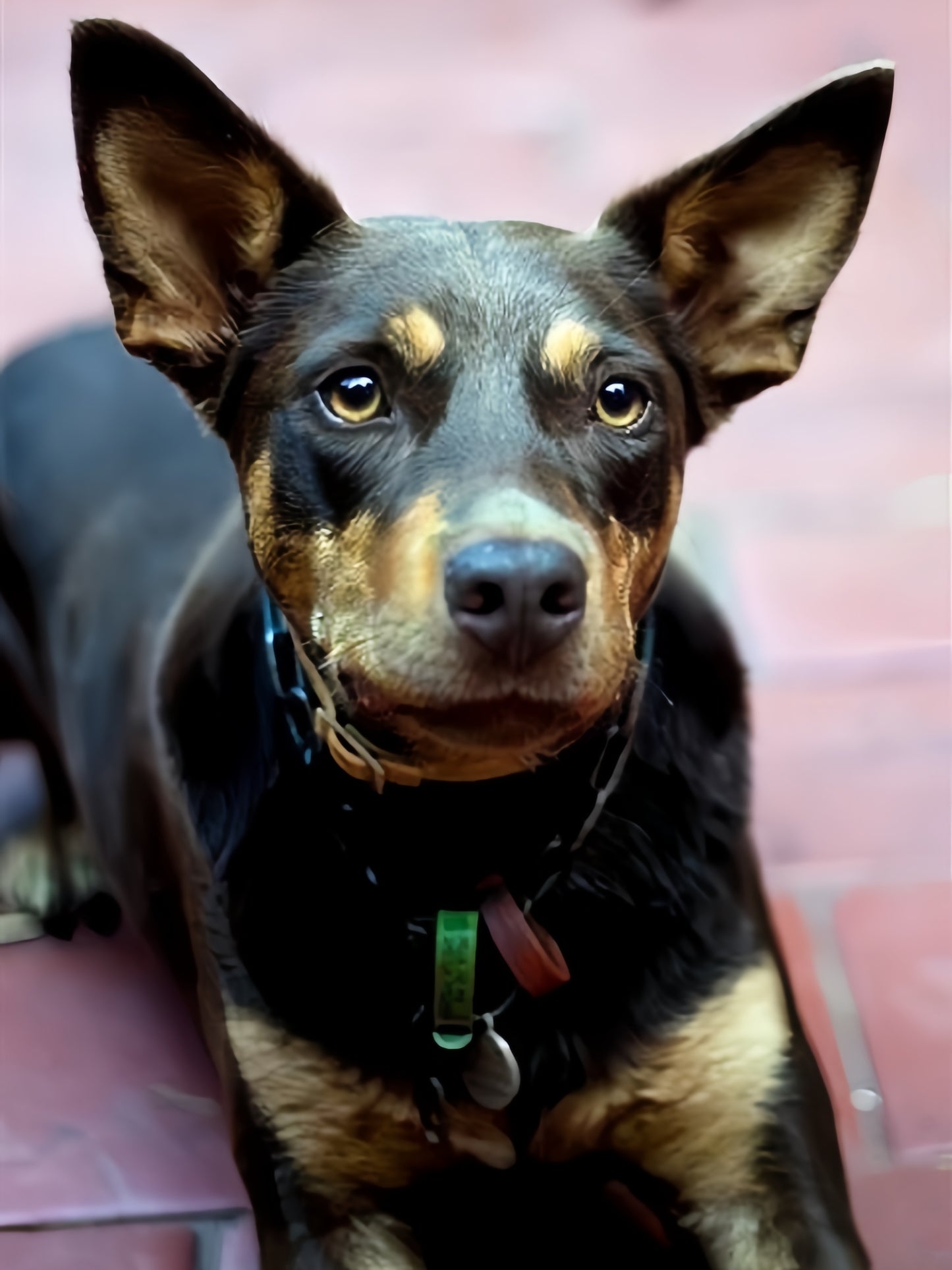 Australian Kelpie Dog | Diamond Painting