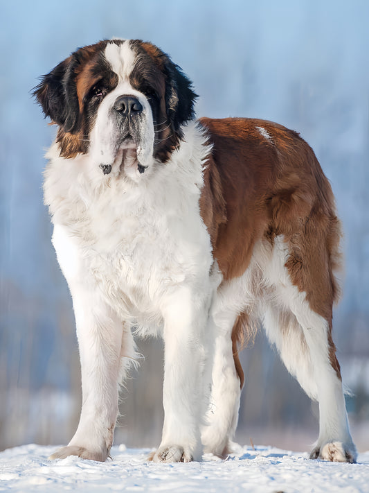 Saint Bernard Dog | Diamond Painting