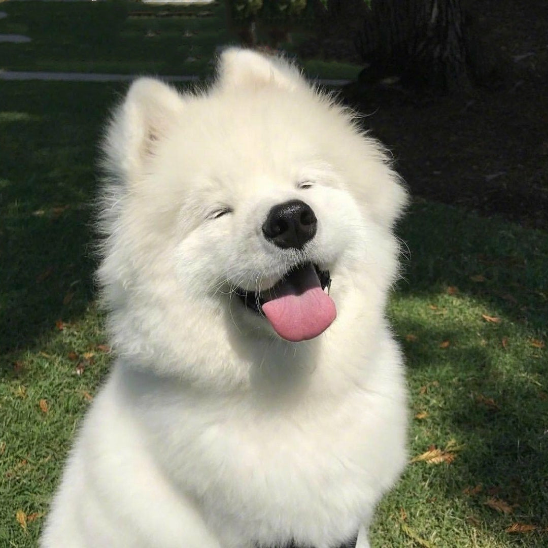 Samoyed Dog | Diamond Painting
