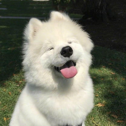 Samoyed Dog | Diamond Painting