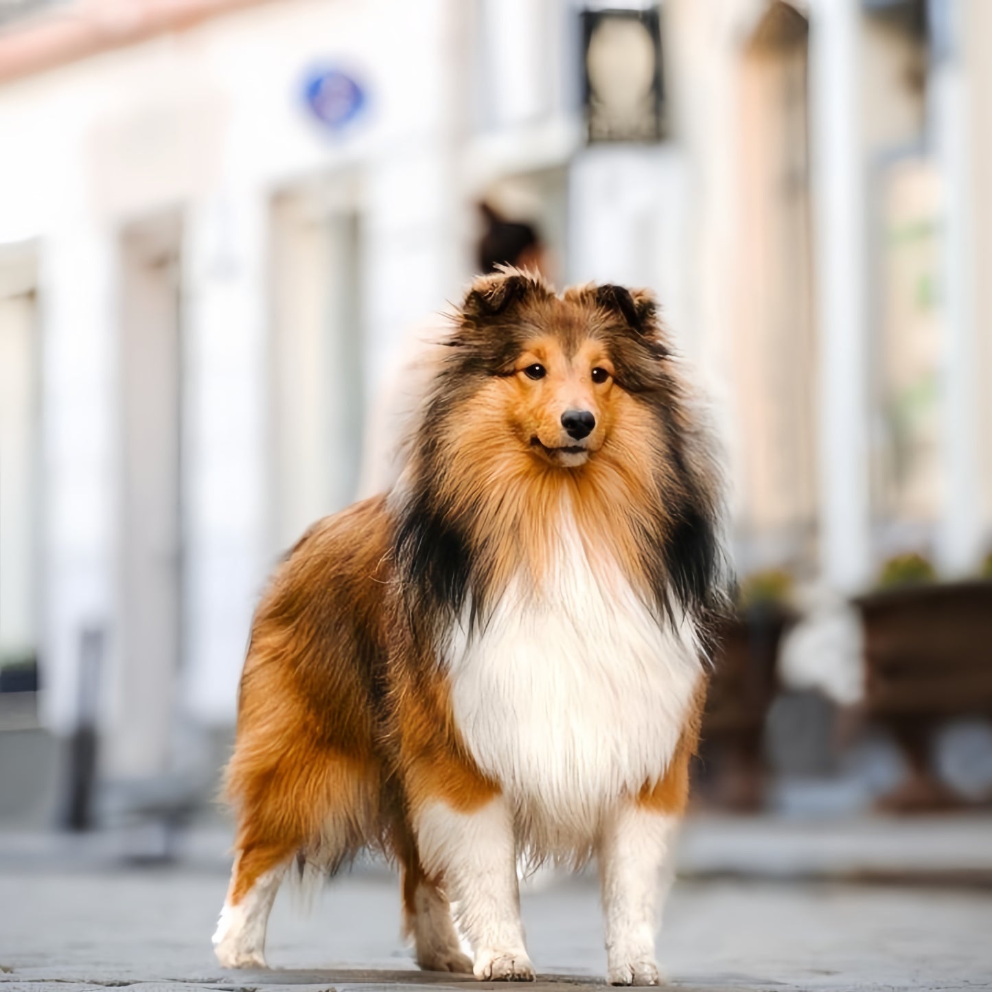 Sheltie Dog | Diamond Painting