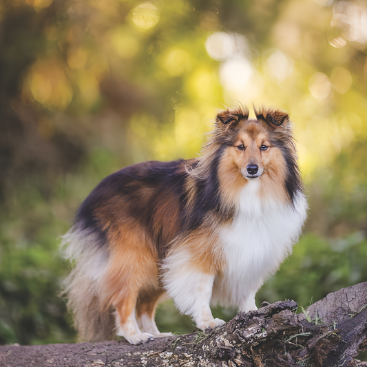 Sheltie Dog | Diamond Painting