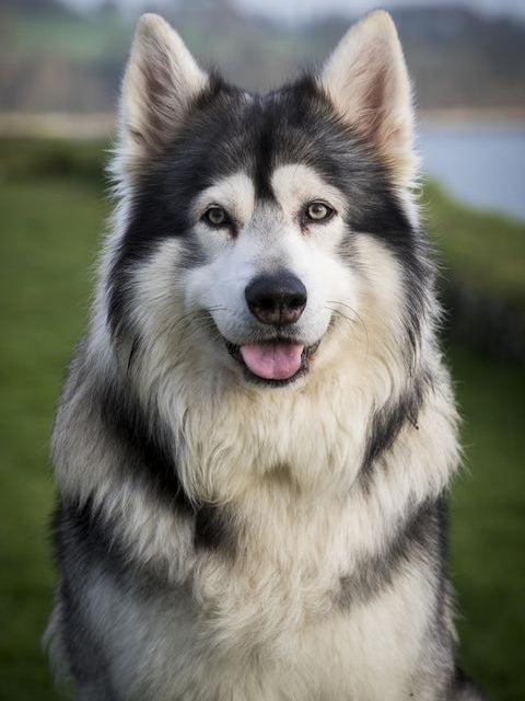 Husky Dog | Diamond Painting