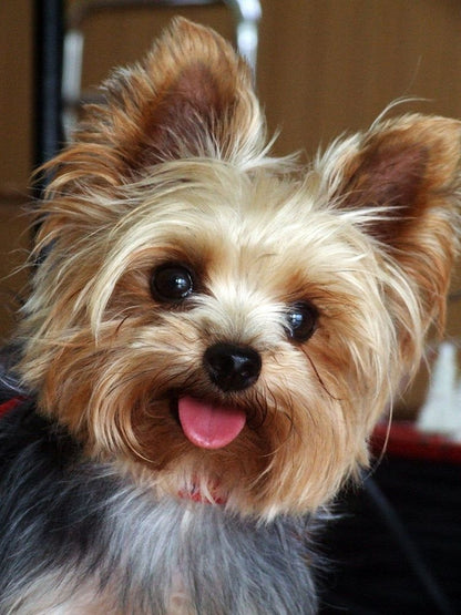 Dog Yorkie | Diamond Painting