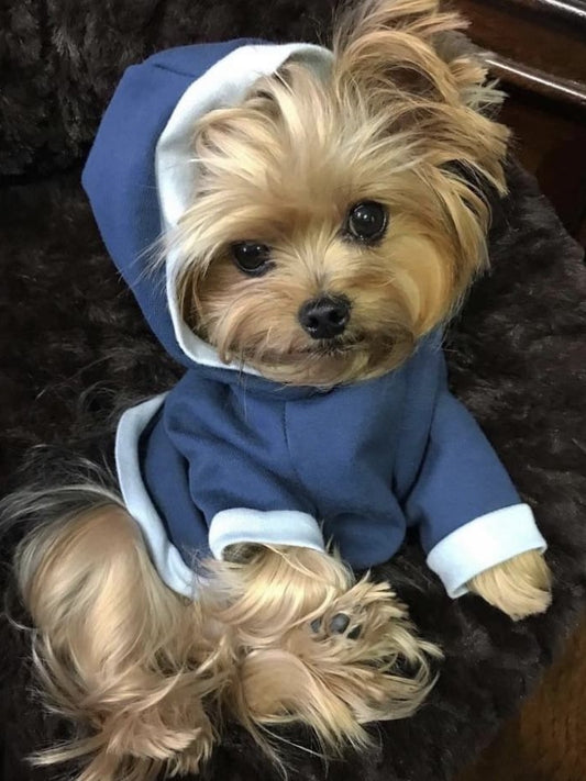 Dog Yorkie | Diamond Painting