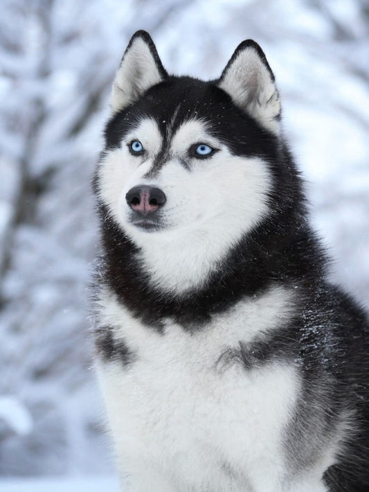 Husky Dog | Diamond Painting