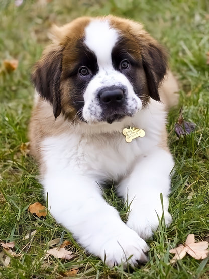 Saint Bernard Dog | Diamond Painting