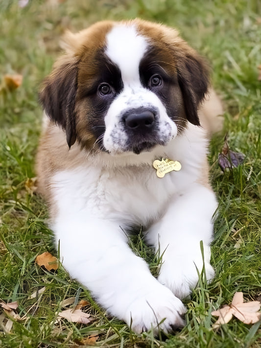 Saint Bernard Dog | Diamond Painting