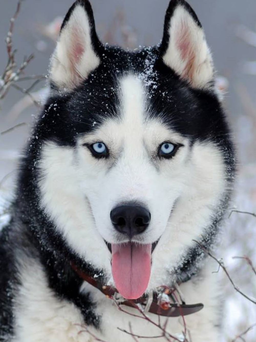 Husky Dog | Diamond Painting