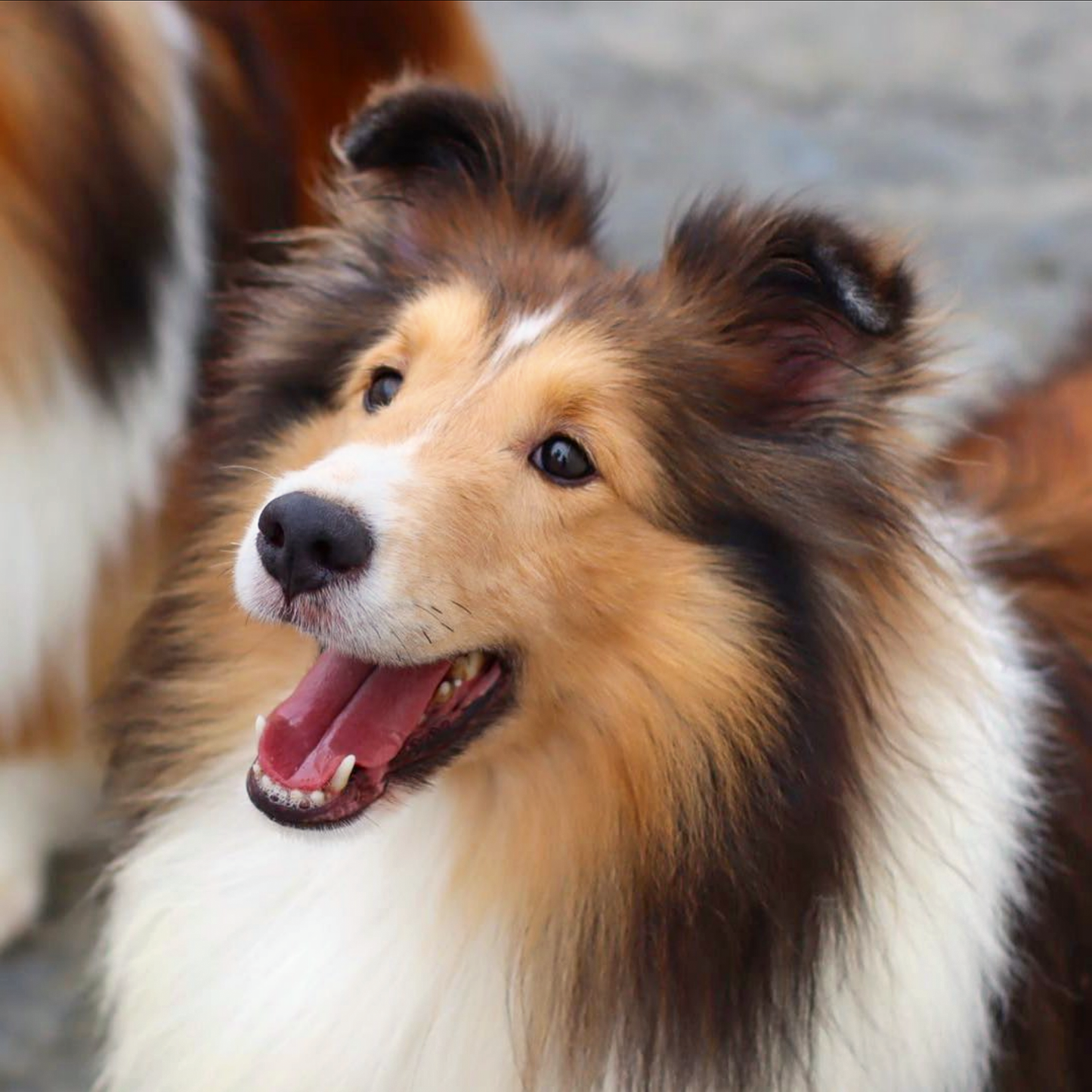 Sheltie Dog | Diamond Painting